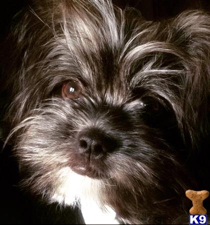 CuteDog19 Picture 3